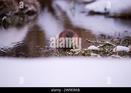 Moschuskraten auf der Suche nach Wyoming Stockfoto