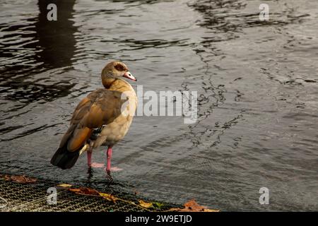 Ägyptische Gans (alopochen aegyptiaca) steht am Ufer des Teichs in Nahaufnahme Stockfoto