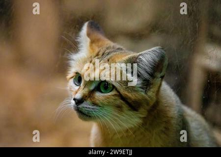Sandkatze, Felis Margarita, Erwachsener unter den Felsen. Porträt einer kleinen süßen gelb-roten Katze mit großen Ohren und grünen Katzenaugen. Schutz von Wildtieren vor Übertreibungen Stockfoto