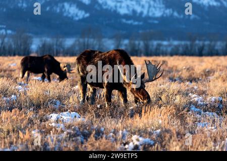 Ein Paar Bullenelche weidet im Grand Teton National Park, Wyoming Stockfoto