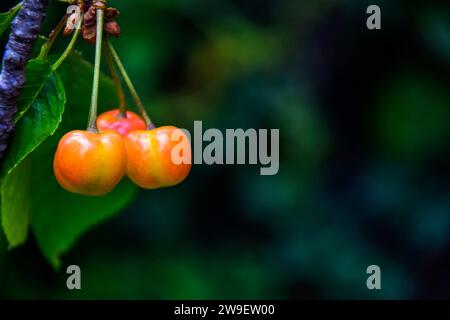 Reife rosafarbene Kirschen hängen an Kirschbaumzweigen. Ernten Sie süße Kirschen auf dem Baum. Unscharfer dunkler Hintergrund. Nahaufnahme. Selektiver Fokus. Stockfoto