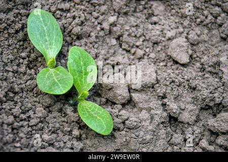 Zucchini-Shootings. Junge Triebe mit grünen, zarten Blättern auf dem Boden. Anfang Frühling. Landwirtschaft, Landwirtschaft. Nahaufnahme. Selektiver Fokus auf Stockfoto