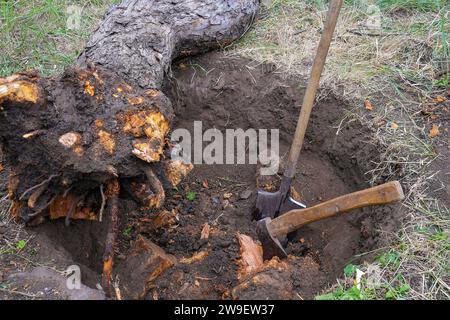 Alte trockene Obstbäume im Garten entwurzeln. Großes Loch mit abgetrennten Baumwurzeln. Der Stamm des gefallenen Apfelbaums liegt neben der Grube. Axt und Schaufel sind die Hauptwerkzeuge Stockfoto