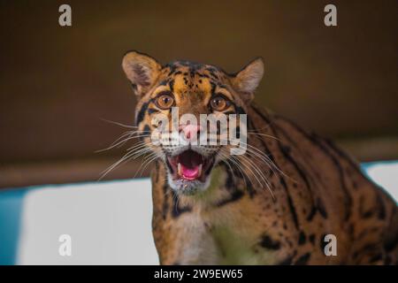 Wolkenleopard (Neofelis nebulosa) Wildkatze aus dem Himalaya Südostasien China. Sehr süße mittelgroße gepunktete Katze im Detail. Wild beibehalten Stockfoto