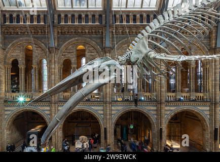 London, Großbritannien - 1. November 2023 - The Blue Whale Skeleton (Hope) Ein fossiles Skelett, das im Haupteingang des Natural History Museum gegossen wurde. Hintze Hall Stockfoto