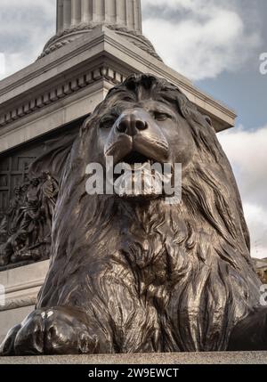 London, Großbritannien - 1. November 2023 - eine der vier bronzenen landseer-Löwen-Statuen am Fuß der Nelson-Säule vor dem Gebäude der National Gallery. Ansicht von Stockfoto