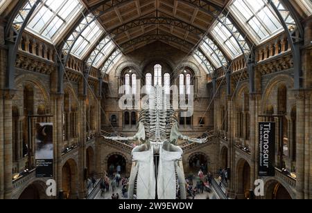 London, Großbritannien - 1. November 2023 - The Blue Whale Skeleton (Hope) Ein fossiles Skelett, das im Haupteingang des Natural History Museum gegossen wurde. Hintze Hall Stockfoto