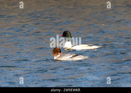 Ein Paar Gänsevögel (Mergus merganser) überwintert in Moor Green Lakes, Berkshire, England, Großbritannien, und schwimmt auf einem See Stockfoto