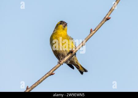 Ein männlicher Sisskin-Vogel (Spinus spinus), der in einem Baum thront, England, Vereinigtes Königreich, eine finkenart Stockfoto