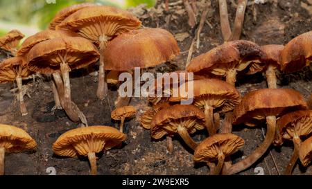 Eine Ansammlung kleiner Pilze, die auf dem Waldboden wachsen und von den Sonnenstrahlen beleuchtet werden, an einem schönen, sonnigen Tag Stockfoto