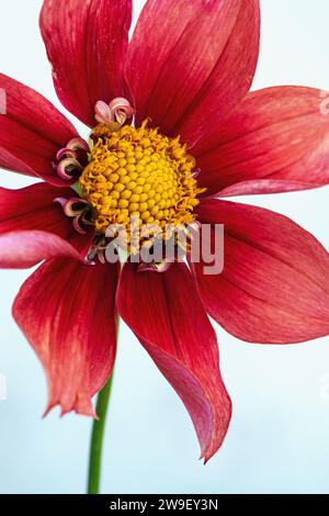 Eine Nahaufnahme einer rosa Collarette Dahlia. Stockfoto