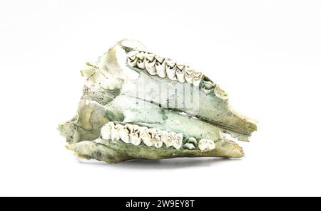 Weißschwanzhirsche - Odocoileus virginianus - alte Überreste von Schädelknochen, die in den Wäldern gefunden wurden, isoliert auf weißem Hintergrund, untere Ansicht des oberen Gaumens Stockfoto