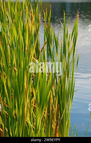 Batterson Teich Rohrkolben, Batterson Park Teich Zustand Boot starten, New Britain, Connecticut Stockfoto