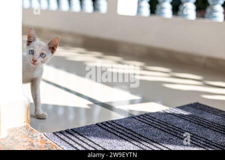 Ein kleines, dünnes, weißes Kätzchen mit blauen Augen sieht aus der Ecke und bittet um Essen. Streunende Tiere. Stockfoto