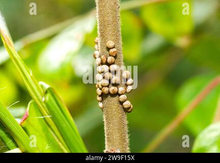 Luna oder Mondsamtmotte - Actias luna - Eier von Weibchen, die auf einem Stamm einer ihrer südlichen Wirtspflanzen Rhus copallinum, der Zwerg, f Stockfoto