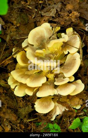 Pilz, Schatten Swamp Sanctuary, Connecticut Stockfoto