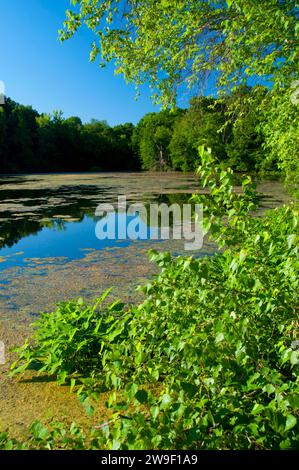 Unteren Teich, AW Stanley Park, New Britain, Connecticut Stockfoto