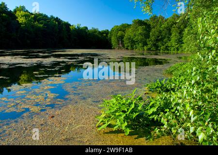 Unteren Teich, AW Stanley Park, New Britain, Connecticut Stockfoto