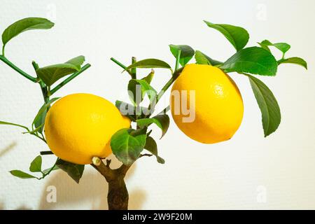 Kleine Zitronenpflanze mit zwei Zitronen in einem Topf, zur Dekoration zu Hause. Stockfoto