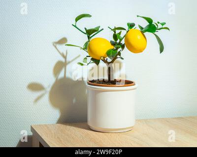 Kleiner Zitronenbaum mit zwei Zitronen in einem Topf, zur Dekoration zu Hause. Stockfoto