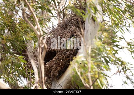 Mönchsittiche schützen sein Nest. Myiopsitta Monachus sind im Nest. Grüner Papagei mit weißem Bauch in Argentinien. Stockfoto
