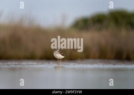 Kleine Gelbbbbeine an der argentinischen Küste. Tringa Flavipes suchen nach Essen im Schlamm. Weißer und brauner Vogel mit langen gelben Beinen nisten auf dem Stockfoto