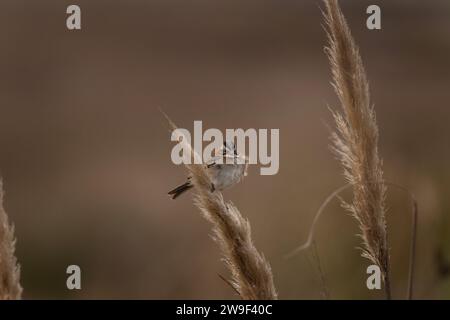 Der Spatzen sitzt auf dem Gras in der Nähe des Atlantiks. Andensperling in den Büschen. Gemeiner Spatzen in Südamerika. Stockfoto