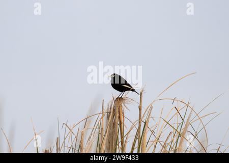 Der Tyrann sitzt auf dem Gras in der Nähe des Atlantiks. Ruhiger Hymenops perspicillatus in den Büschen. Schwarzer Vogel mit weißen Augen. Stockfoto