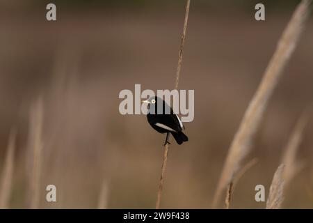 Der Tyrann sitzt auf dem Gras in der Nähe des Atlantiks. Ruhiger Hymenops perspicillatus in den Büschen. Schwarzer Vogel mit weißen Augen. Stockfoto