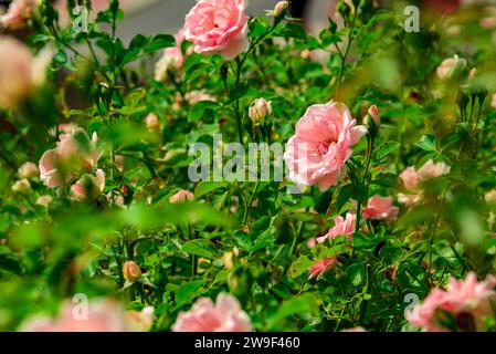 Eine wunderschöne rosa-orangene Rose blüht in einem Straßengarten, sie ist umgeben von anderen Rosen und grünen Blättern Stockfoto