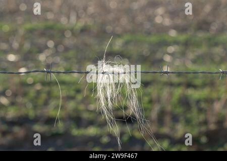 Nahaufnahme des Haares eines Camargue-Pferdes auf Stacheldraht. Stockfoto