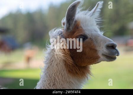 Ein Bild eines weißen und braunen Lama, das auf einer üppig grünen Graswiese mit Bäumen im Hintergrund steht Stockfoto