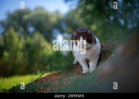 Eine britische Kurzhaarkatze, die einen grasbewachsenen Hügel in einem üppigen Wald hinunterschlendert und die Sehenswürdigkeiten bestaunt Stockfoto