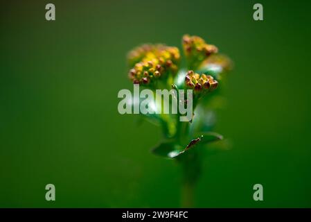 Eine Nahaufnahme einer kleinen Blume mit mehreren Knospen vor einem weichen grünen Hintergrund Stockfoto