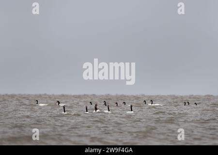 Eine Schar von schwarzhalsigen Schwänen an der argentinischen Küste. Schwäne bleiben in der Nähe des Atlantischen Ozeans. Weißer großer Vogel mit schwarzem Hals und rotem Kopf. Stockfoto