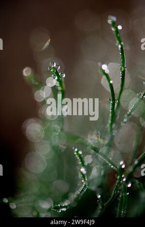 Eine Nahaufnahme einer grünen Pflanze mit Wassertropfen, die an ihren Stämmen und Blättern in einer dunklen Umgebung perlen Stockfoto