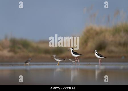 Weiße Stelze mit Rücken und kleine Gelbbbbeine an der argentinischen Küste. Himantopus melanurus und Tringa Flavipes suchen nach Essen im Schlamm. Stockfoto