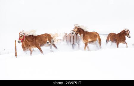 Eine Herde brauner Pferde, die einen verschneiten Hügel hinuntergaloppieren, ihre Mähnen und Schwänze fliegen im Wind Stockfoto