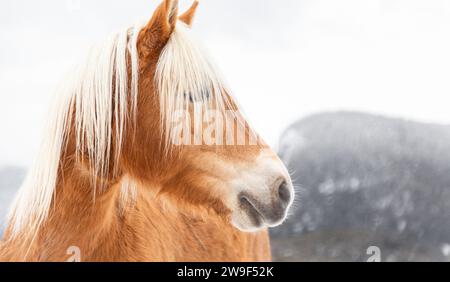 Ein majestätisches weißes Pferd mit einer langen und fließenden Mähne steht stolz im Profil und blickt mit edlem Ausdruck nach vorne Stockfoto
