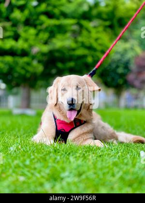 Ein goldener Retriever-Hund liegt auf üppigem grünem Gras mit einer leuchtend roten Leine in der Nähe Stockfoto