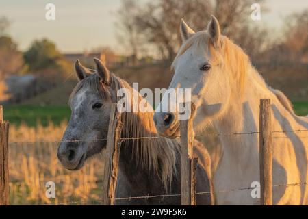 Weißes Camargue-Pferd in Südfrankreich. Pferde, die in freier Wildbahn unter den Stieren der Camargue in den Teichen der Camargue gezüchtet werden. Trainiert, von Gardianern geritten zu werden Stockfoto