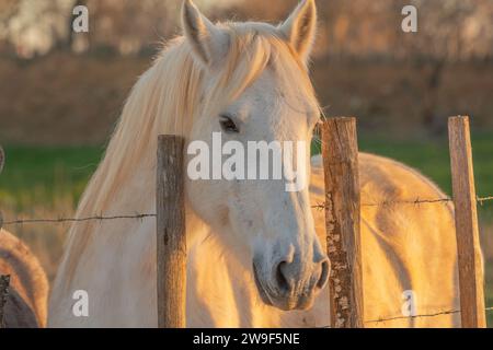 Weißes Camargue-Pferd in Südfrankreich. Pferde, die in freier Wildbahn unter den Stieren der Camargue in den Teichen der Camargue gezüchtet werden. Trainiert, von Gardianern geritten zu werden Stockfoto