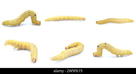 Brauner Inchworm oder Inch-Wurmlarva raupe. Mocis marcida, der verwelkte Mocis, ist eine Art von Motten aus der Familie der Erebidae. Isoliert auf weißem Hintergrund Stockfoto