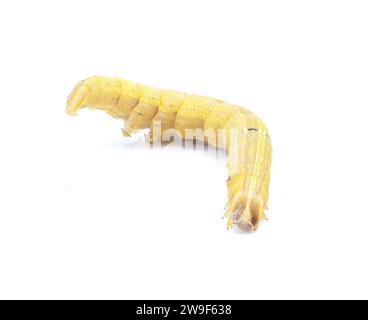 Brauner Inchworm oder Inch-Wurmlarva raupe. Mocis marcida, der verwelkte Mocis, ist eine Art von Motten aus der Familie der Erebidae. Isoliert auf weißem Hintergrund Stockfoto