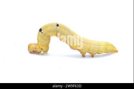 Brauner Inchworm oder Inch-Wurmlarva raupe. Mocis marcida, der verwelkte Mocis, ist eine Art von Motten aus der Familie der Erebidae. Isoliert auf weißem Hintergrund Stockfoto