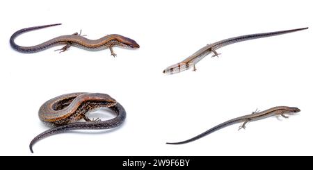 Kleiner brauner Skink – Scincella lateralis, früher Lygosoma laterale – eine kleine Eidechse, die im Osten der Vereinigten Staaten, Isola, zu finden ist Stockfoto