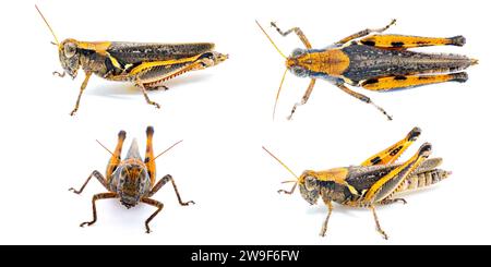 Keelers Spur Throat Grasshopper – Melanoplus keeleri – ein weit verbreiteter Grasshopper, der in den Vereinigten Staaten verbreitet ist. Dunkle Morph mit orangefarbenem Farbton Stockfoto