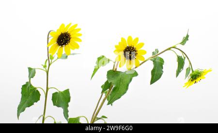 East Coast Beach Dune Sonnenblume - Helianthus debilis - großartige Bodenbedeckung in sandiger, offener Landschaft, häufig an Stränden verwendet, um Eros zu verhindern Stockfoto