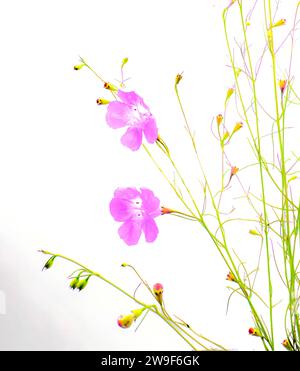 Seminole falscher Fuchshandschuh - Agalinis filifolia - eine jährliche krautige Wildblume mit auffälligen glockenförmigen rosa Blüten isoliert auf weißem Hintergrund Wirt pl Stockfoto