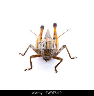 Keelers Spur Throat Grasshopper – Melanoplus keeleri – ein weit verbreiteter Grasshopper, der in den Vereinigten Staaten verbreitet ist. Dunkle Morph mit orangefarbenem Farbton Stockfoto